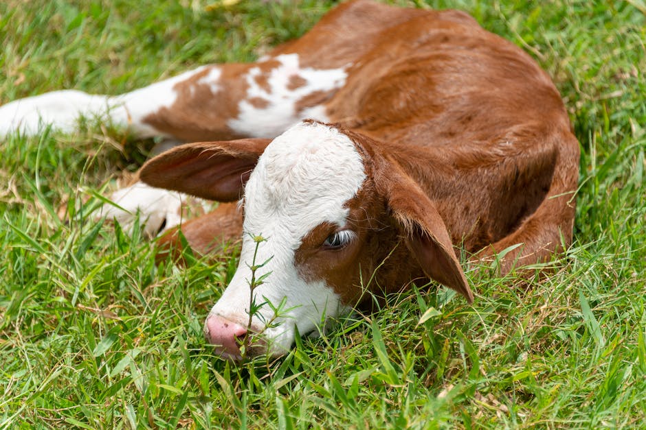 Kuhmilchproduktion: Wann und wie lange gibt eine Kuh Milch?