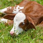 Kühe geben Milch im Laufe des Milchzyklus