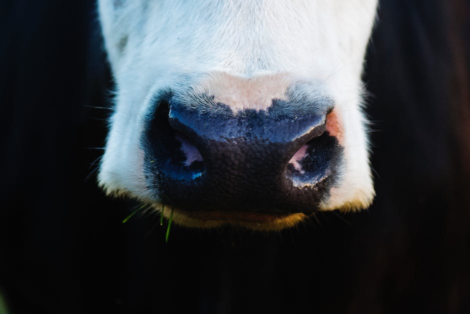 Warum produzieren Kühe ständig Milch?