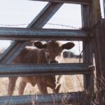 warum produziert die kuh Milch?