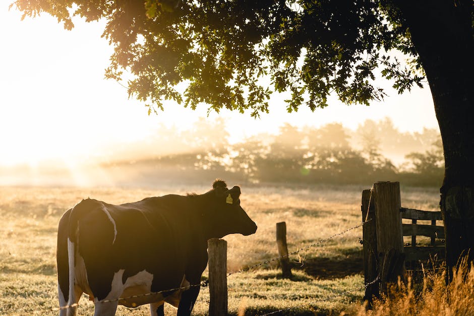 Kuh ständig Milch geben Erklärung