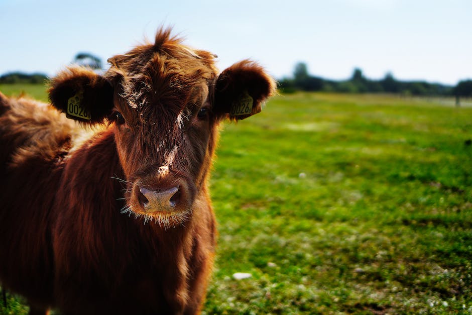 Eine Kuh geben Milch weil sie Kälber füttern müssen