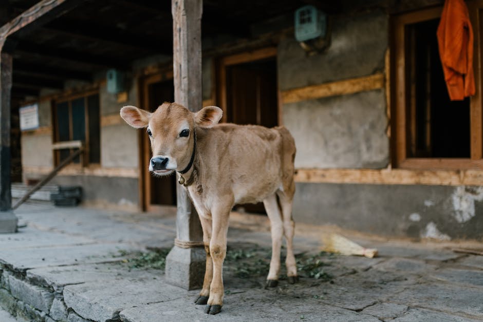  Warum geben Kühe Milch ohne Kalb?