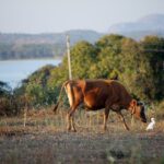 Warum liefert eine Kuh Milch auch ohne Kalb?