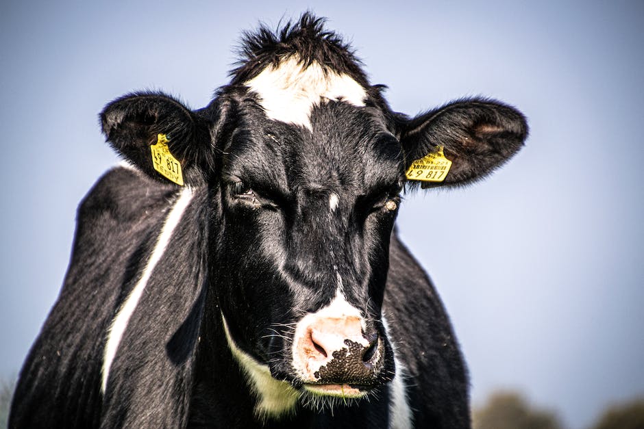 Kuh Milch Produktion Prozess