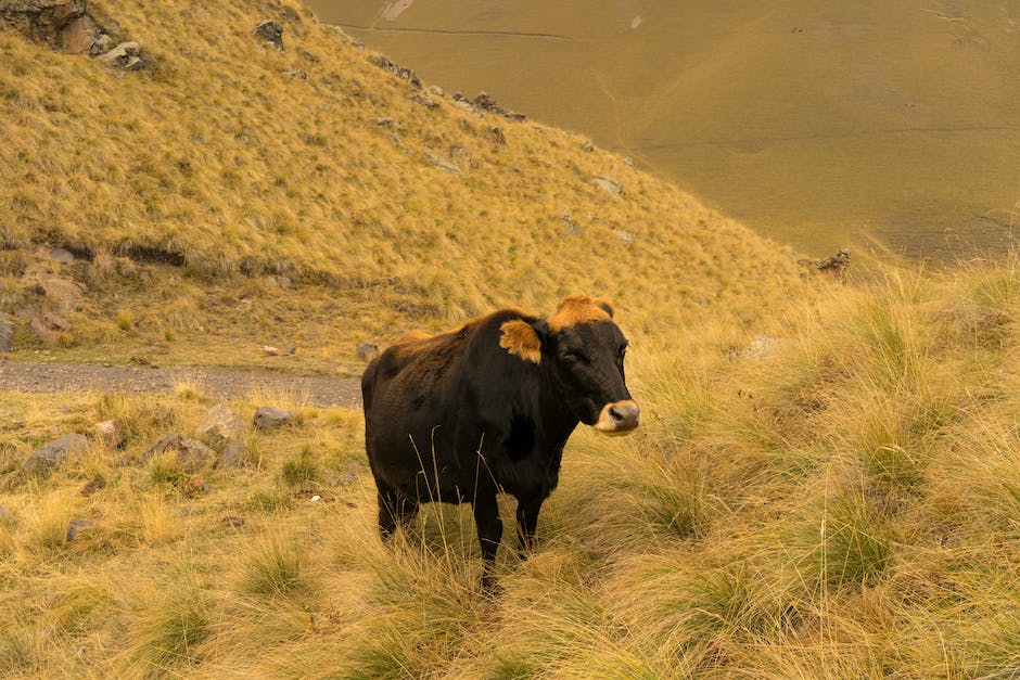  Warum geben Kühe immer Milch?