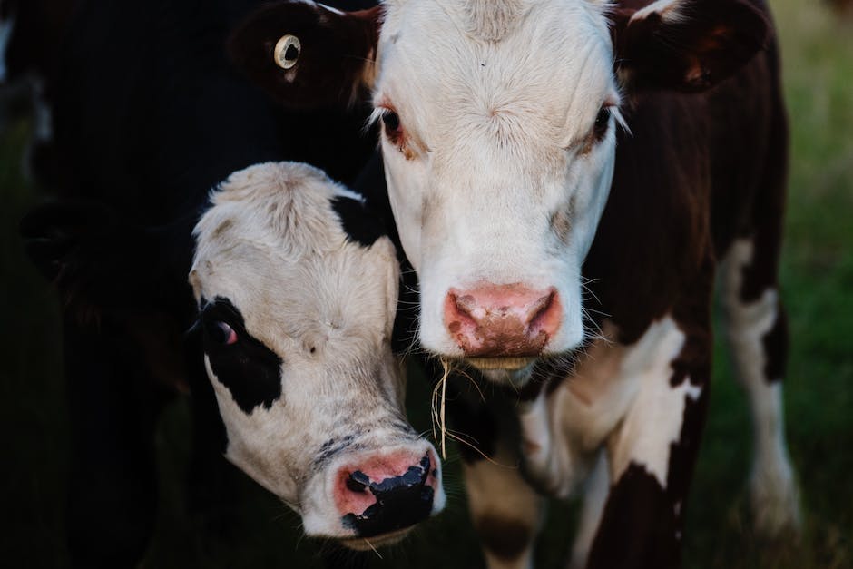 Warum produziert eine Kuh Milch?