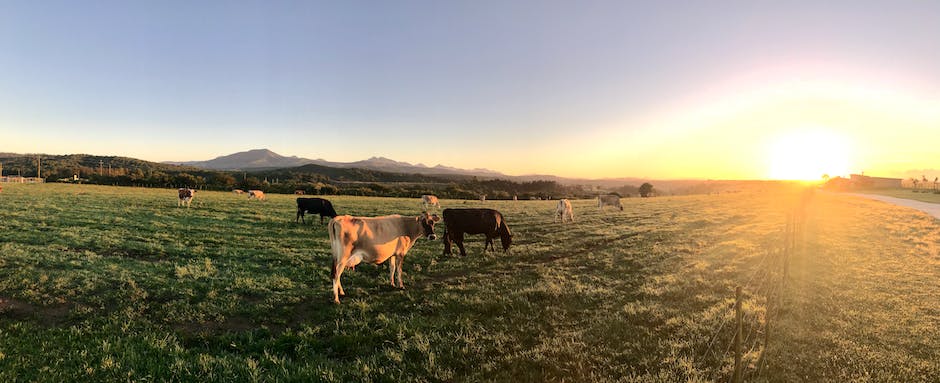 Kühe, die Milch für Ernährung produzieren