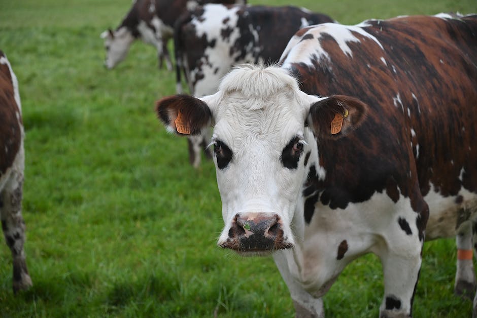 am meisten Milch gebende Kuh