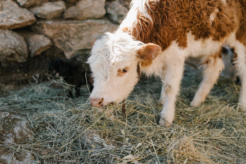 Kühe geben Milch für etwa 10 Monate