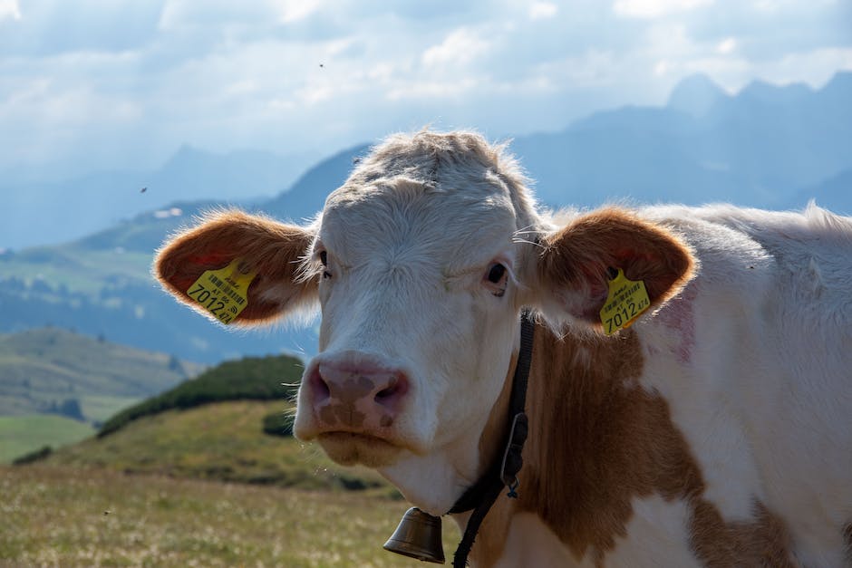 Kühe geben nach dem Kalben wie lange Milch?