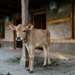 Kuh Milch Produktion - Eine Anleitung