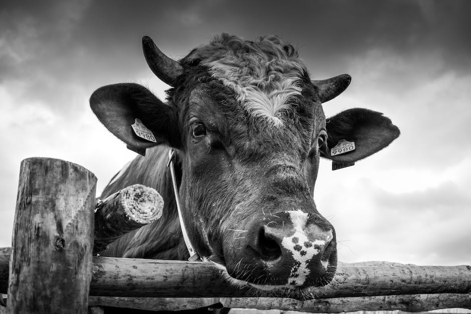 Kuh-Lebensdauer: Wie lange gibt eine Kuh Milch nach dem Kalben?