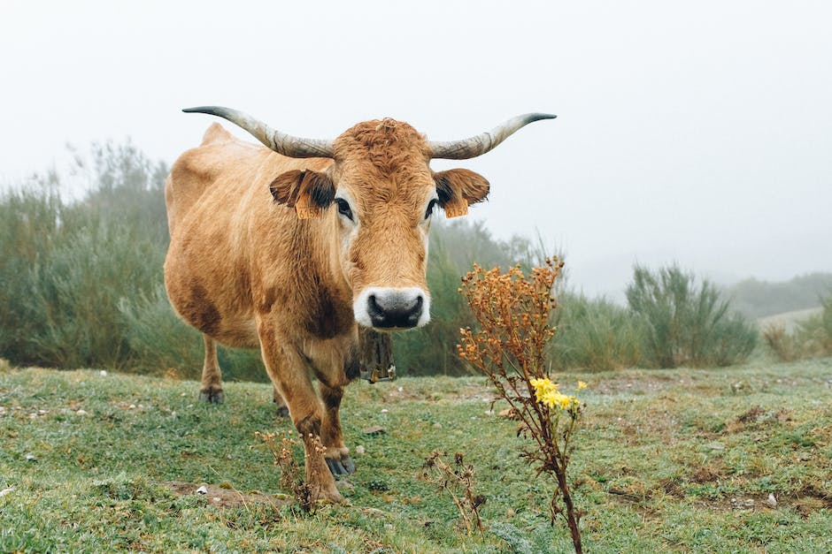  Kühe geben nach dem Kalben für wie lange Milch?