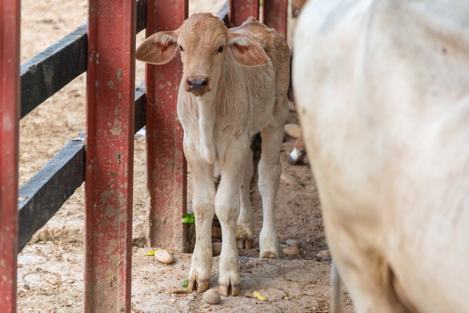 Kühe geben nach dem Kalben Milch