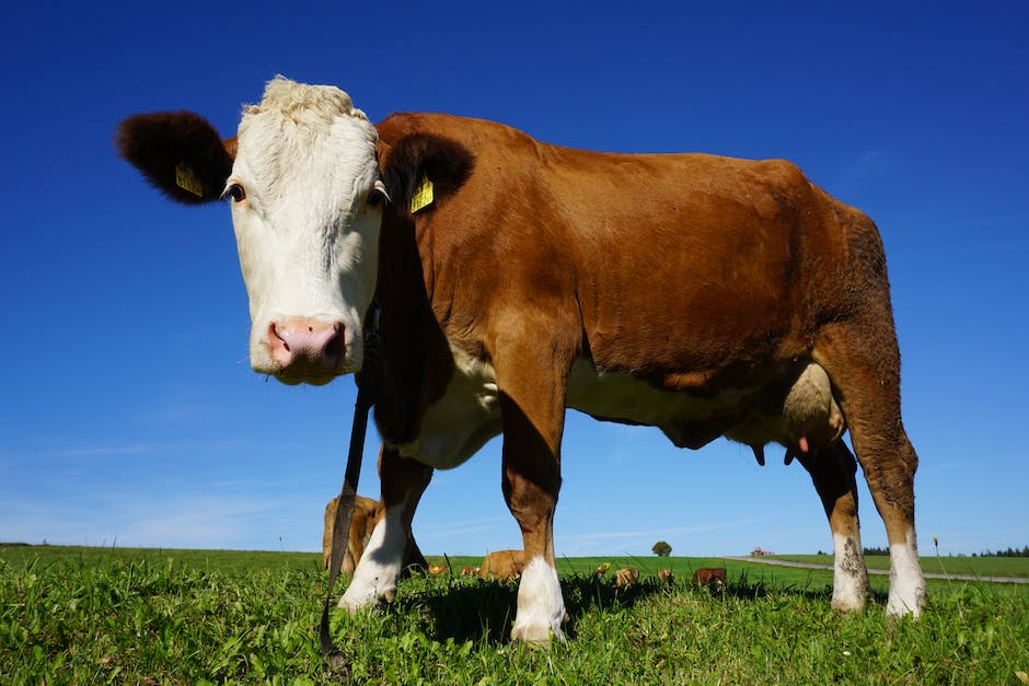  Kuehe geben nach der Geburt ungefaehr ein Jahr Milch