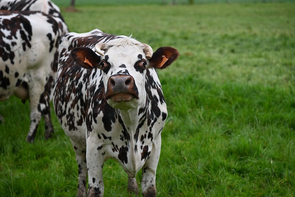 Kuh Milch Geben und Lagerzeit