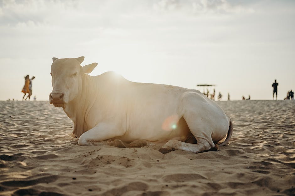 Kuh trägt Kalb im Bauch Länge