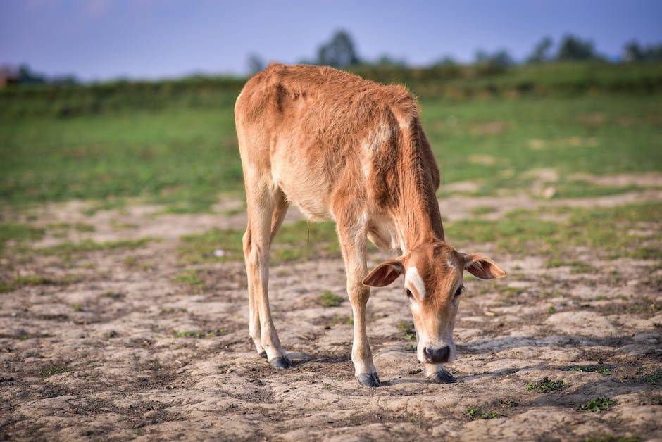  Kühe machen Milch: Ein Blick hinter die Kulissen des Milchvorgangs