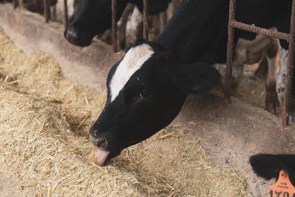 Kühe müssen jährlich Kalben um Milch zu geben