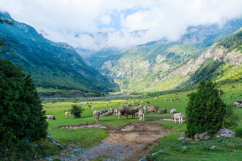 Anzahl Kühe in der Schweiz